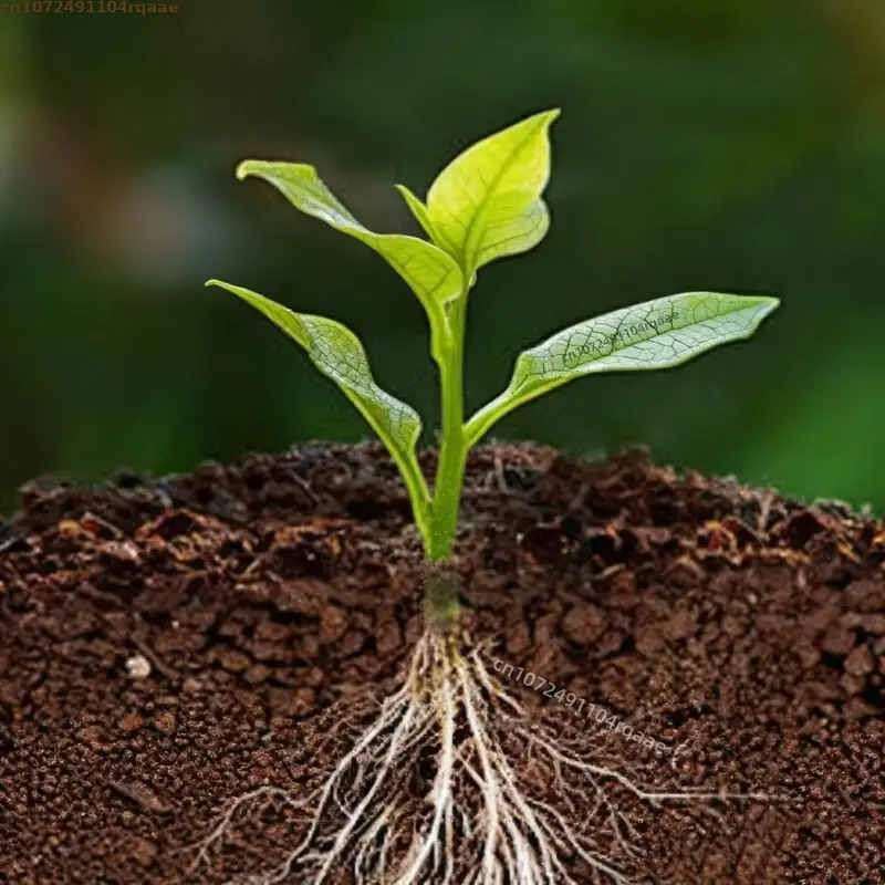 Proszek do ukorzeniań roślin K – Rooting Hormone Powder recenzja i cena