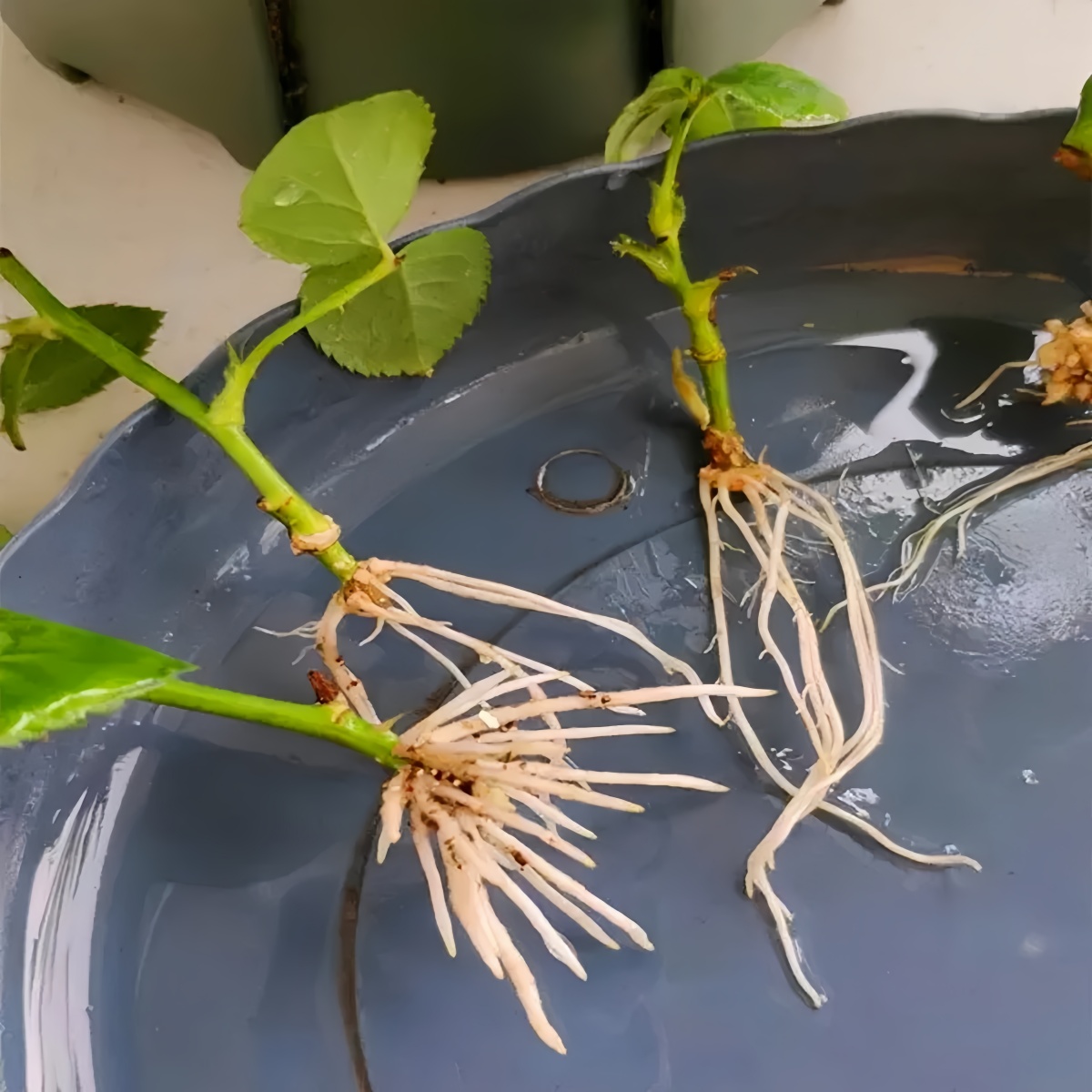 Kwas 3-indolokwasowy IAA Auxin – Rooting Hormone Powder recenzja i cena
